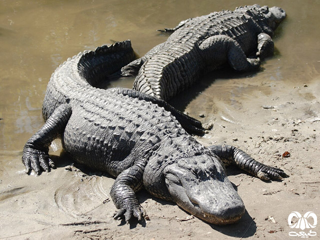 راسته کروکودیل ها Crocodilia
